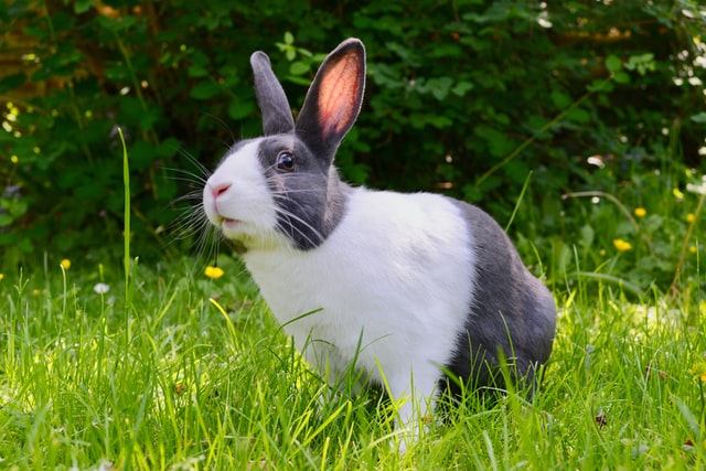 A Complete Guide to Breeding Rabbits for Beginners