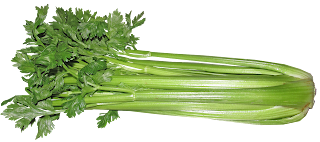 Bunch of green celery with leaves