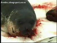 Canada kill seal