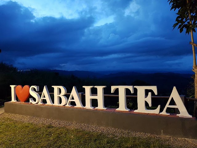 Sabah Tea Garden Ranau: Ladang Teh Organik Di Sabah