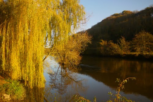 Autumn Willow3