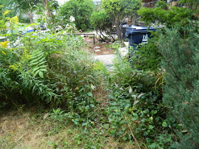 Toronto Summer Front Yard Cleanup in Koreatown Before by Paul Jung Gardening Services--a Toronto Organic Gardener