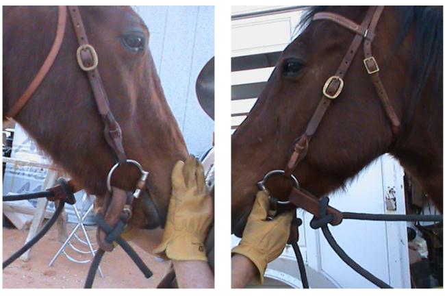 Functional Horsemanship: Reins to Bit Connections