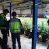  Lucha contra el tráfico de drogas: La Policía Nacional desmantela una plantación de marihuana cultivada en el interior de una nave industrial en Lorquí  