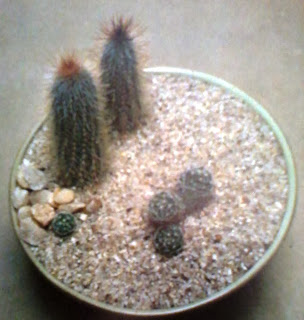 miniature-landscape for a dish-cacti