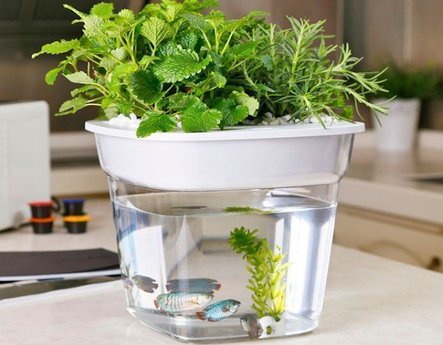 This Hydroponic guide can help you to have some knowledge about the hydroponic plants at home