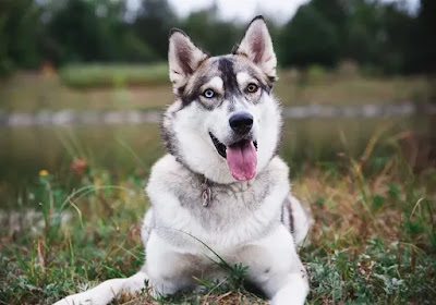 10 Facts You Must Know Before Getting a Husky
