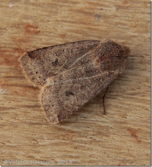 chestnut