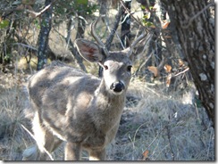 Big Bend National Park - Lost Mine Hike - Deer along route
