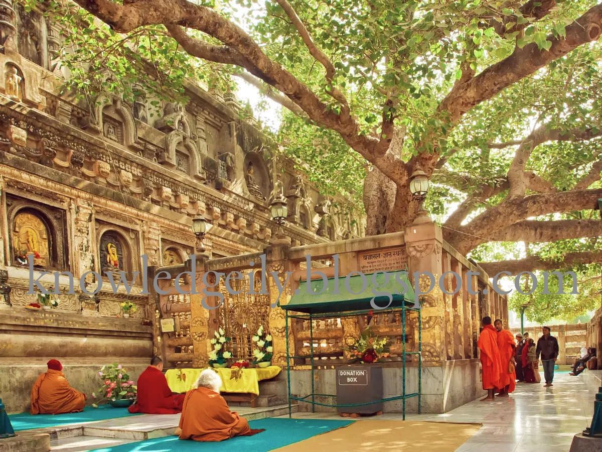 Bodhi tree Mahabodhi Temple