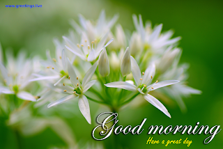  good morning wishes. have a great day. white flowers