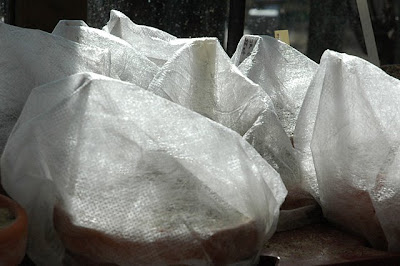 Lophophora plants wrapped in horticultural fleece