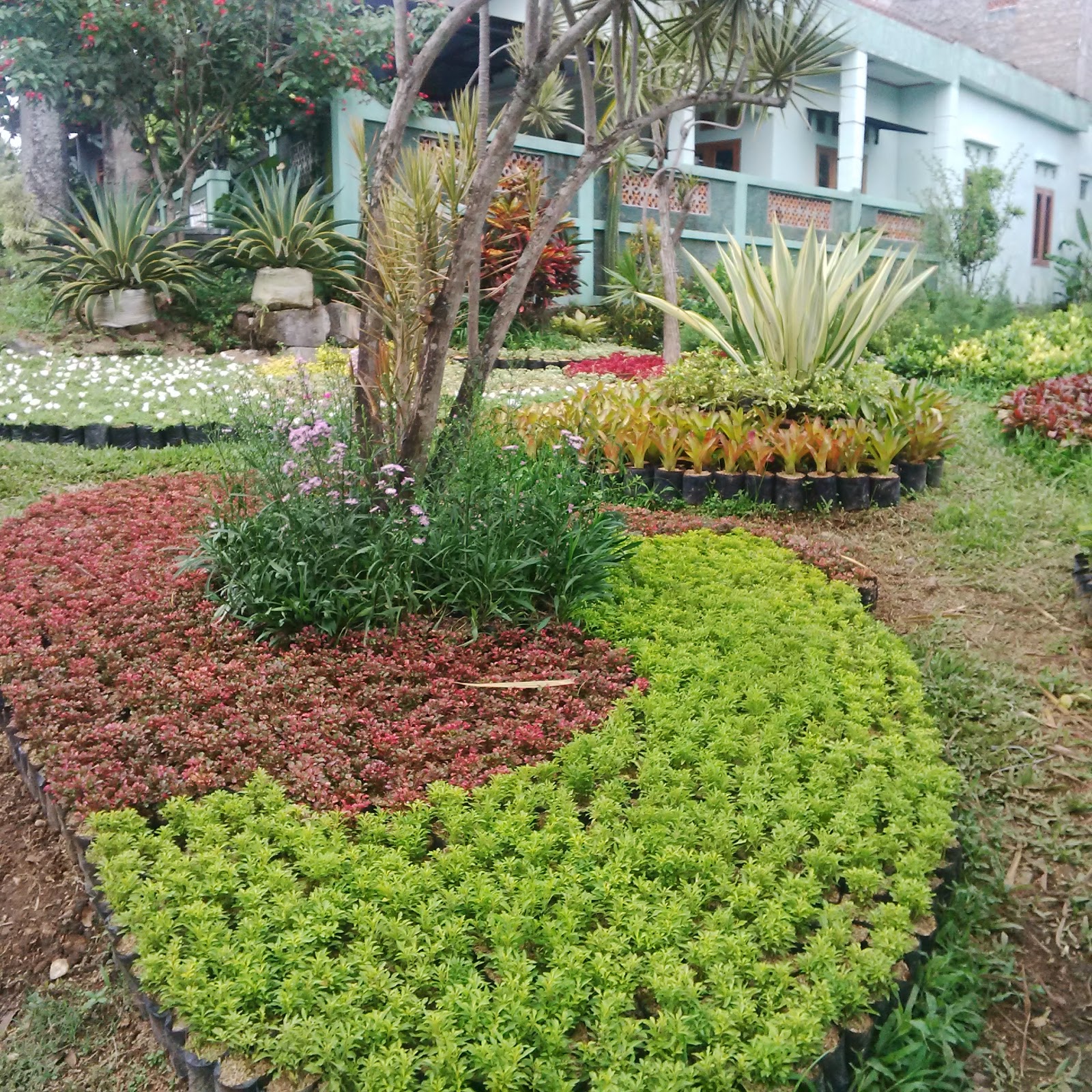 TANAMAN HIAS TAMAN TUKANG TAMAN HIAS MURAH TUKANG TAMAN 