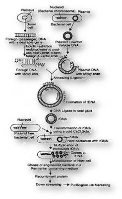 rdna technology,recombinant dna technology,biotechnology,rdna technology steps,steps in rdna technology,rdna technology in hindi,rdna technology overview,insulin by rdna technology,biology,production of insulin by rdna technology,insulin synthesis using rdna technology,dna technology,technology,bio technology,process of recombinant dna technology,gene cloning and recombinant dna technology,rdna definition,education,rdna