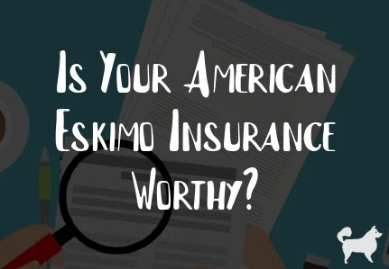 Is Your American Eskimo Insurance Worthy?