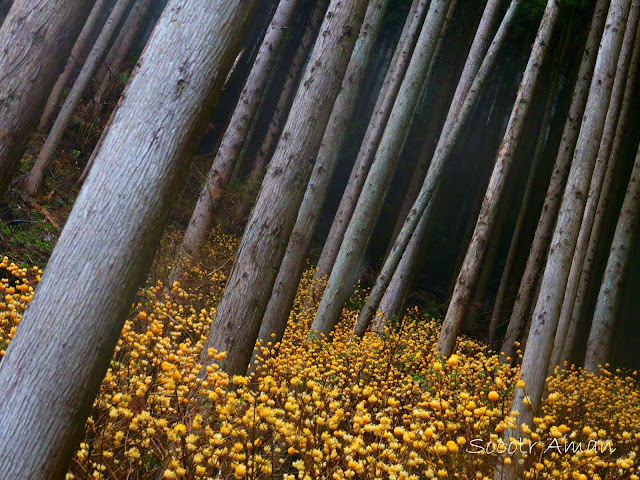 Edgeworthia chrysantha