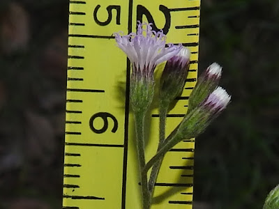 一枝香的花序