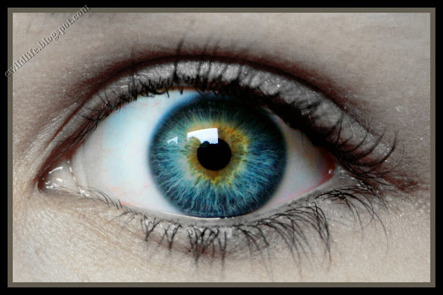 Human Eye closeup Photography Beautiful