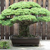 Η ιστορία του bonsai που «γεννήθηκε»  το 1625!