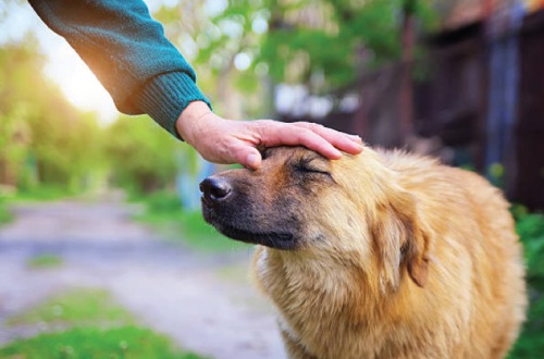 hand patting dog on head