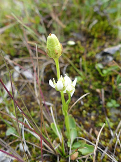 Parnassie parviflore - Parnassia parviflora