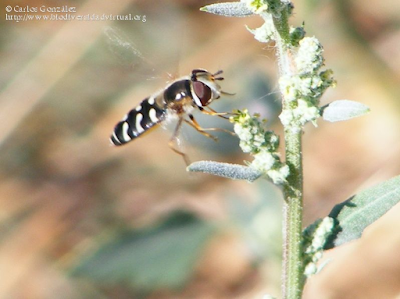 http://www.biodiversidadvirtual.org/insectarium/Scaeva-pyrastri-%28Linnaeus-1758%29-img507670.html