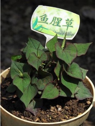 clip_image003