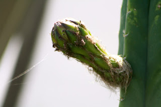 san pedro cactus bud