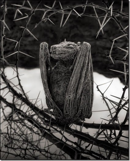 Calcified Bat