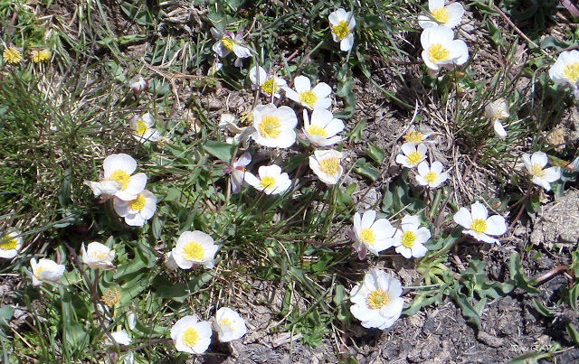 Ranillo de las Nieves "Ranunculus acetosellifolius", Sierra Nevada