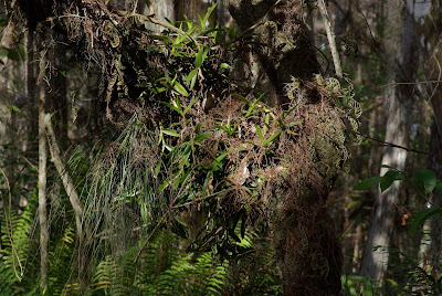 Epidendrum rigidum, Pleopeltis michauxiana, and Tillandsia setacea (Rigid Epidendrum, Resurrection Fern, Southern Needle-Leaf Airplant, Southern Needleleaf Airplant)