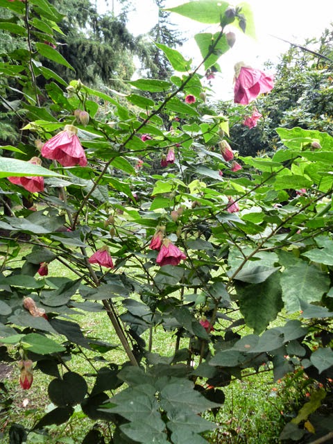 Abutilon falcatum plant (Abutilon Hybridum red plant)