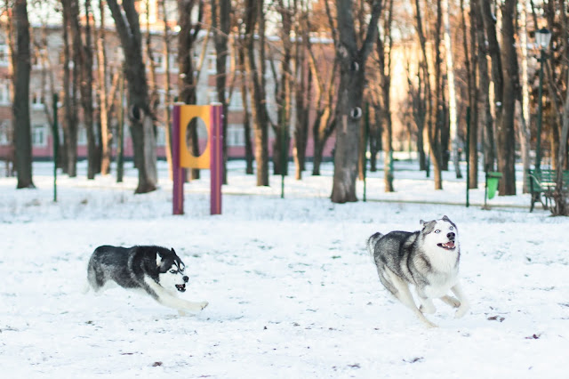10 Facts You NEED To Know About the Siberian Husky!