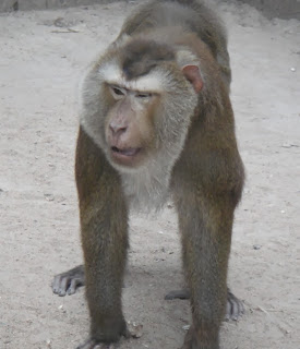 Northern Pig-tailed Macaque (Macaca leonina)