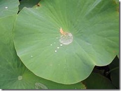 clip_image004