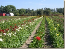 Dahlia season