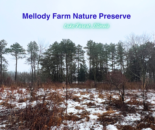 History, Revitalization of Nature, and Peace at Mellody Farm Nature Preserve in Lake Forest, Illinois