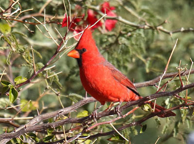 Photo of Northern Cardinal