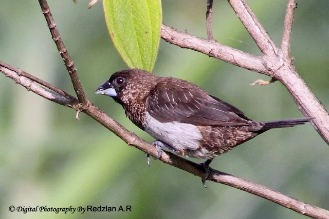 White-rumped Munia