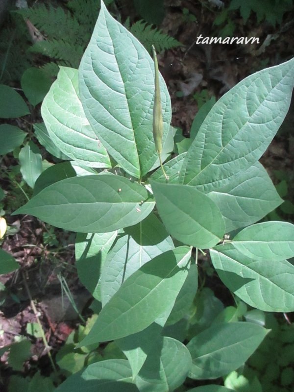Ластовень заострённый / Ластовень заострённолистный (Vincetoxicum acuminatum, =Vincetoxicum ascyrifolium)