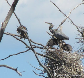 Great Blue Heron and Chicks