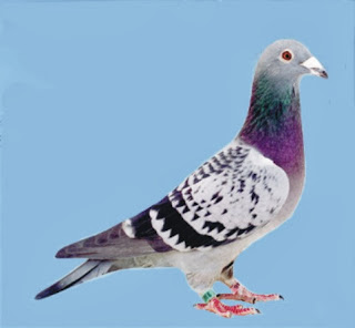 Racing_Pigeon