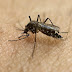 Diferencias y similitudes entre el zika y el dengue