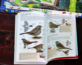 song sparrow pocket book of birds