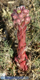 Joubarbe des toits - Sempervivum tectorum