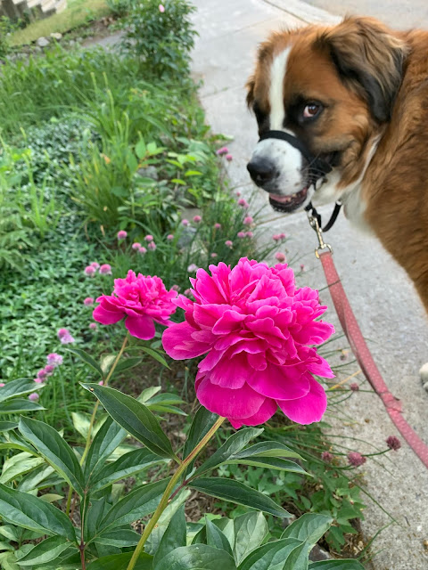 What would your dog's online dating profile say? Saint Bernese