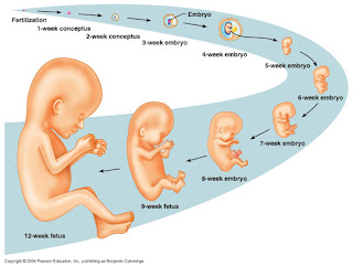  materi Biologi tentang Pengertian  Fertilisasi dan Proses Perkembangan Embrio Pada Manusia