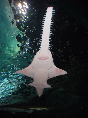 Smalltooth_sawfish.3671