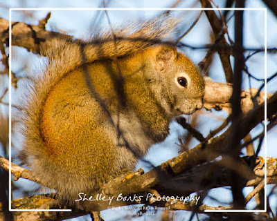 Saskatchewan Squirrel. ©Shelley Banks, 2016. All Rights Reserved. (ShelleyBanks.ca)