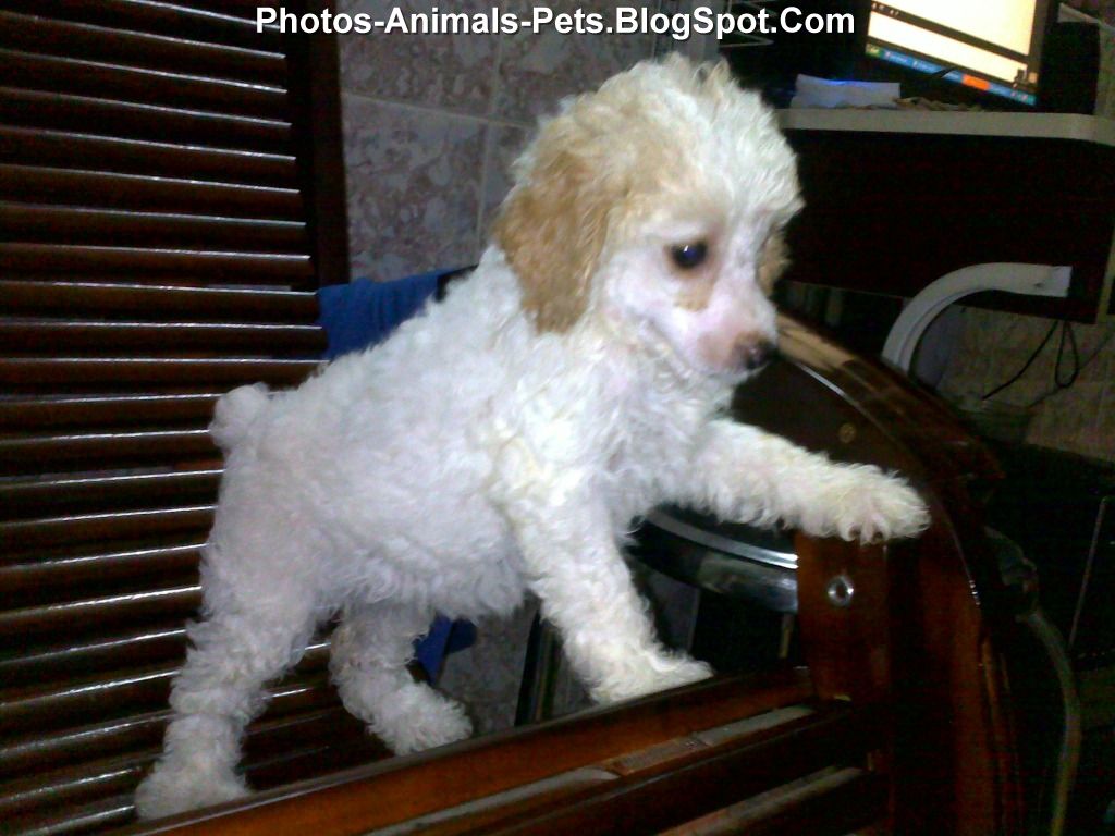 Pictures of poodles
